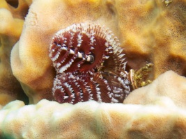 Christmas Tree Worm IMG 5021